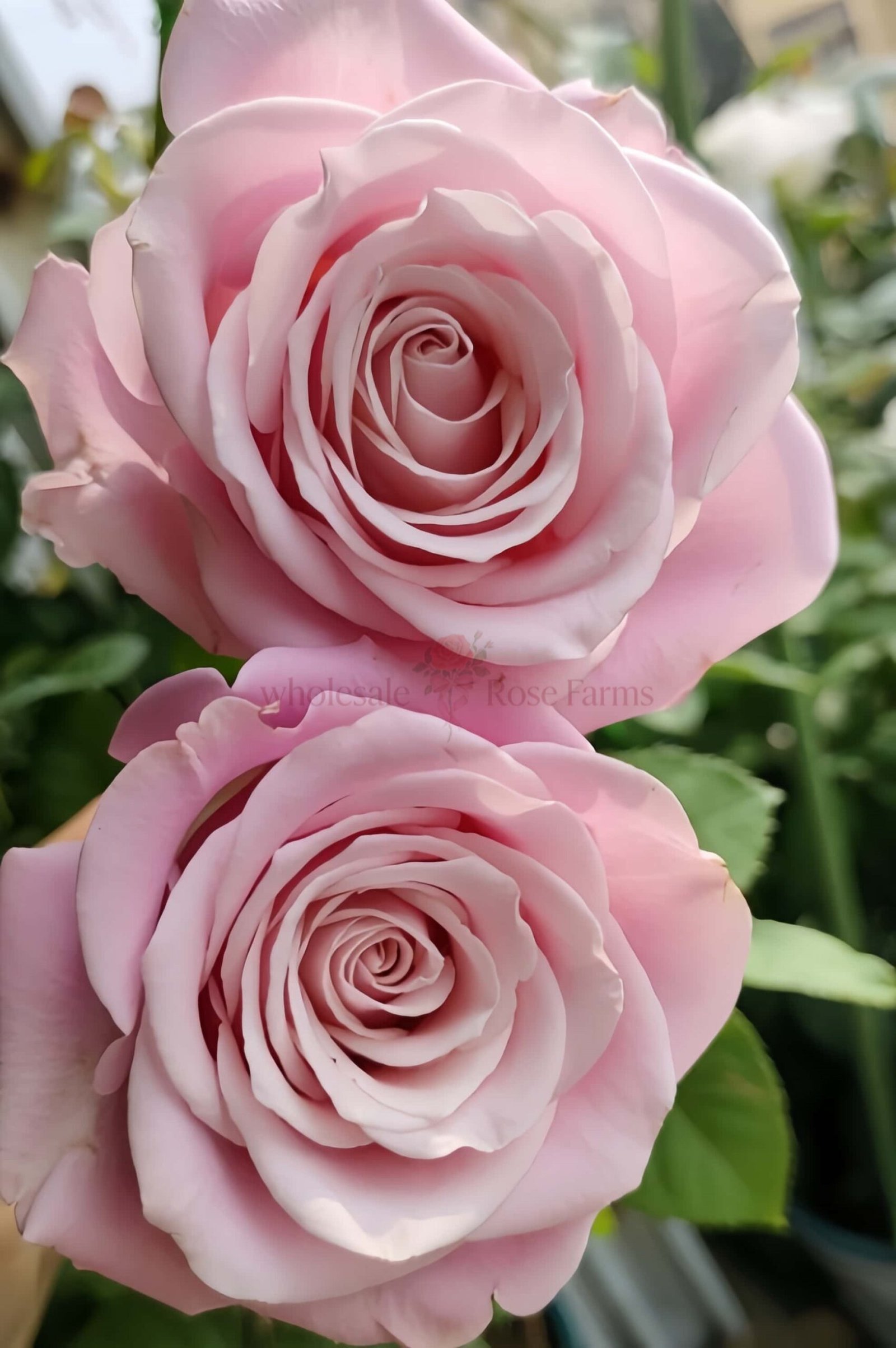 Shy Rose for Wholesale丨Wholesale Rose Farms