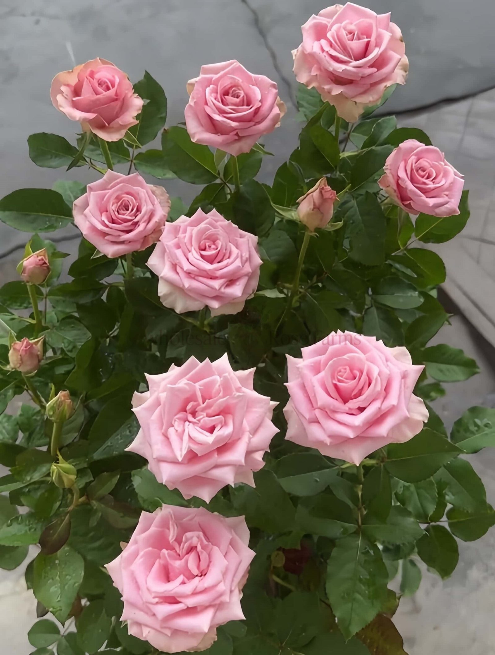 Shy Rose plant丨Wholesale Rose Farms