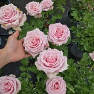 Shy Rose丨Wholesale Rose Farms