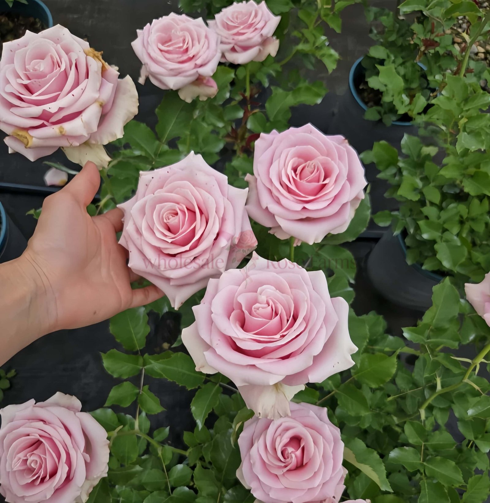 Shy Rose丨Wholesale Rose Farms