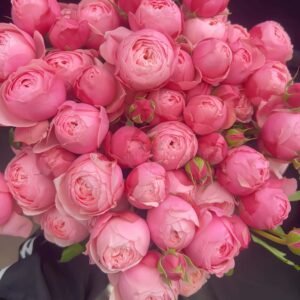 Silva Pink Rose plant丨Wholesale Rose Farms