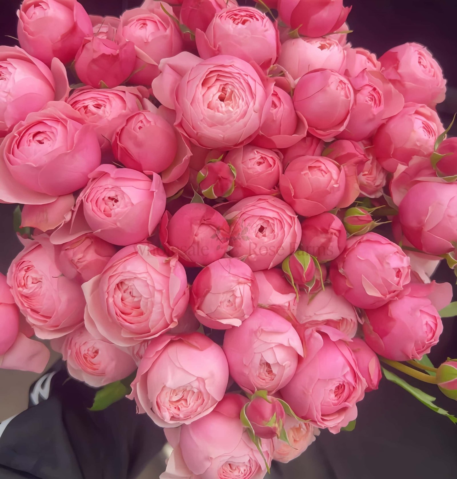 Silva Pink Rose plant丨Wholesale Rose Farms