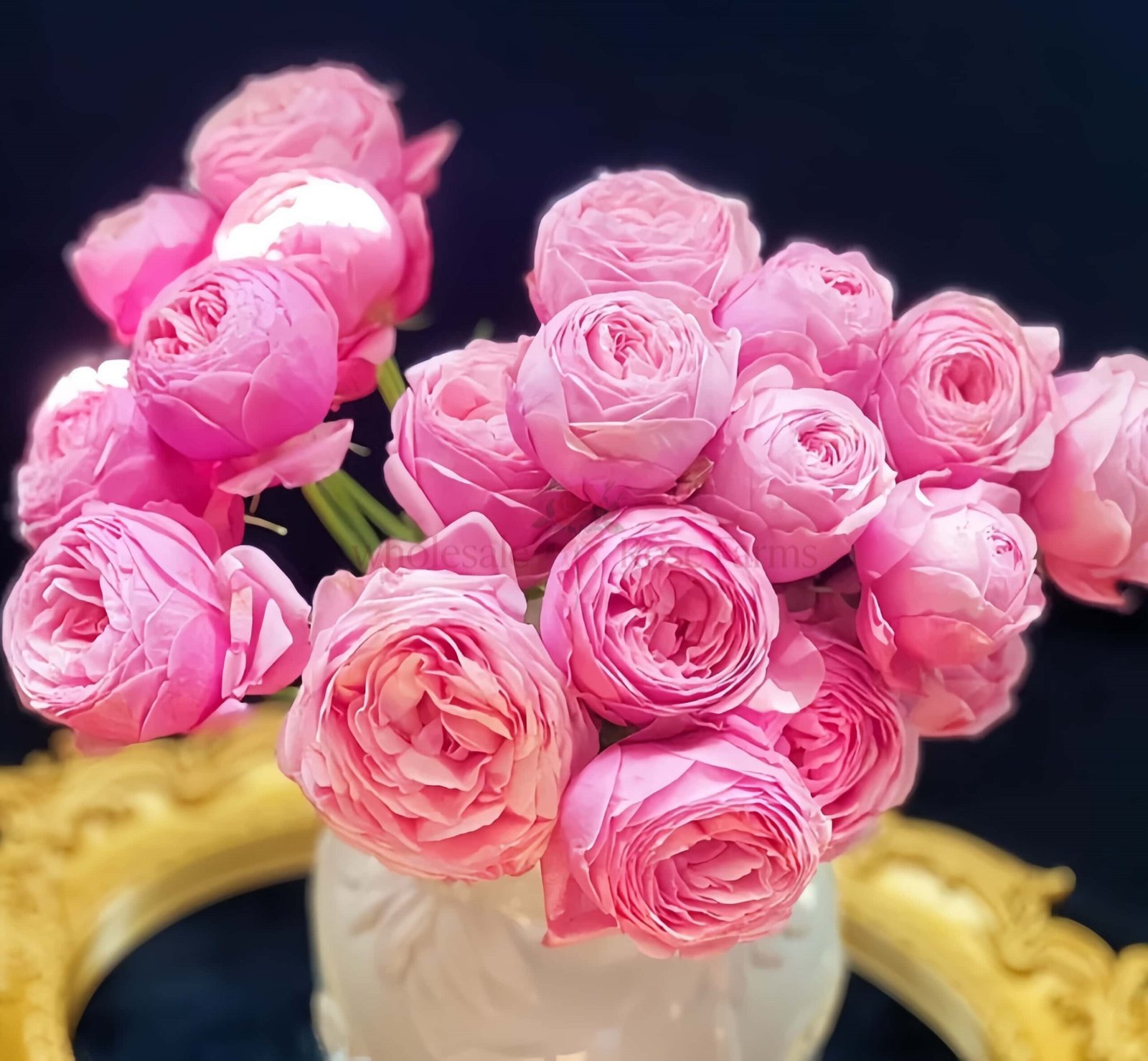 Silva Pink Rose丨Wholesale Rose Farms
