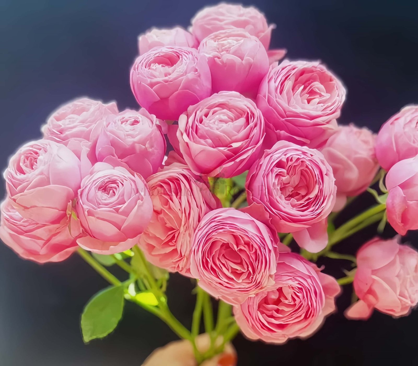 Silva Pink Rose for Wholesale丨Wholesale Rose Farms