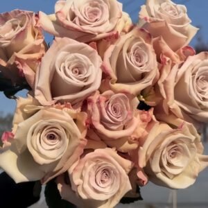 Silver Sand Rose plant丨Wholesale Rose Farms