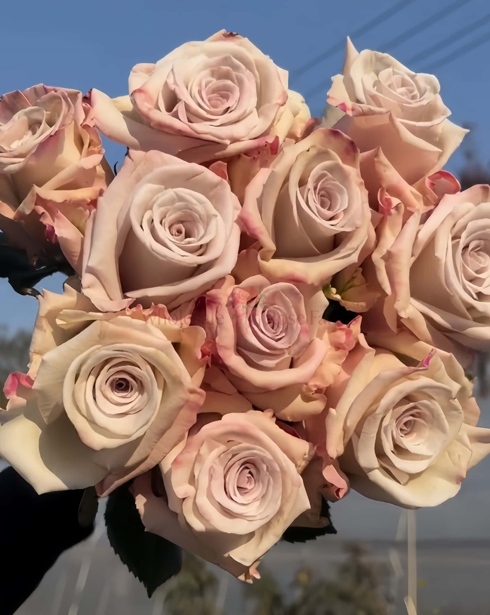 Silver Sand Rose plant丨Wholesale Rose Farms