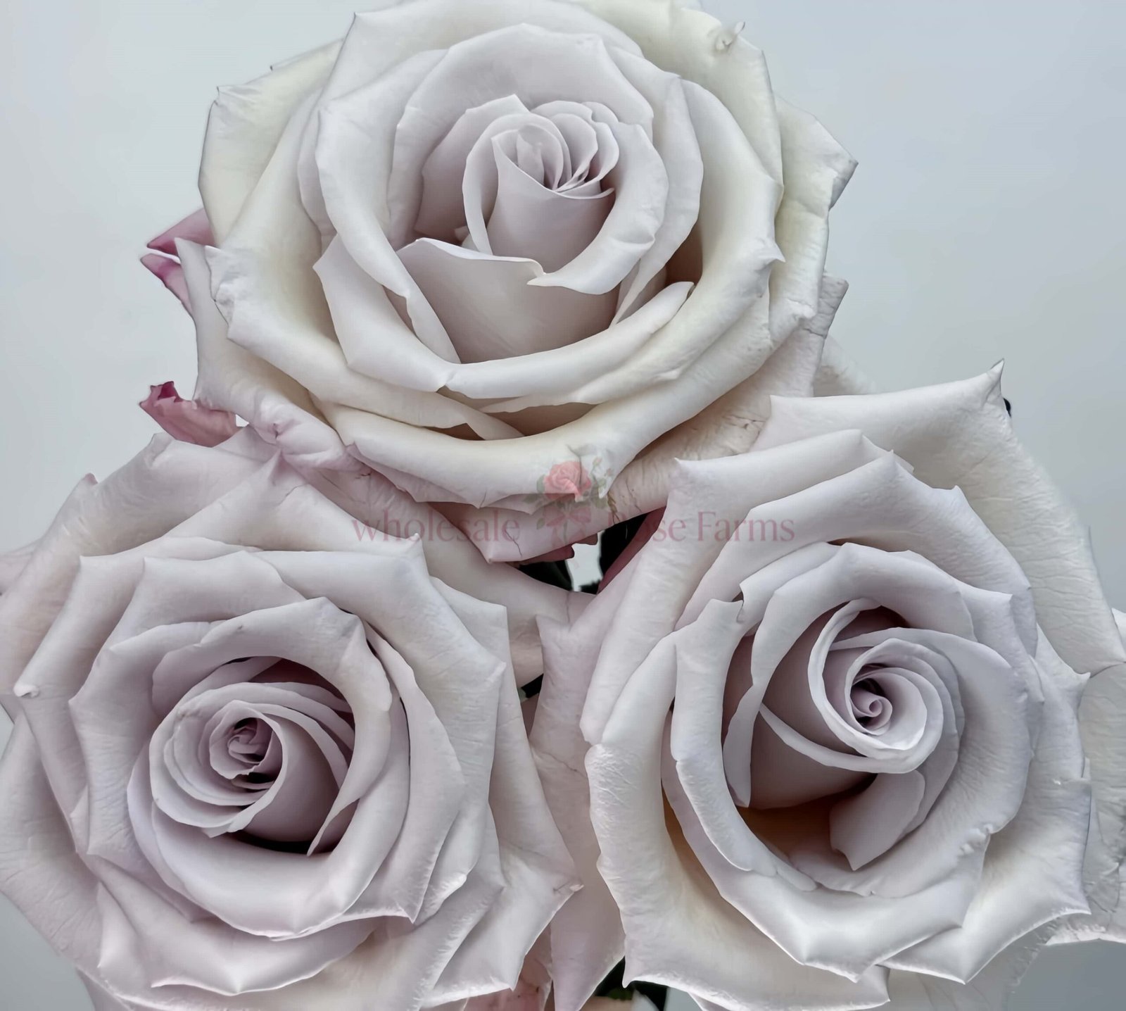 Silver Sand Rose丨Wholesale Rose Farms