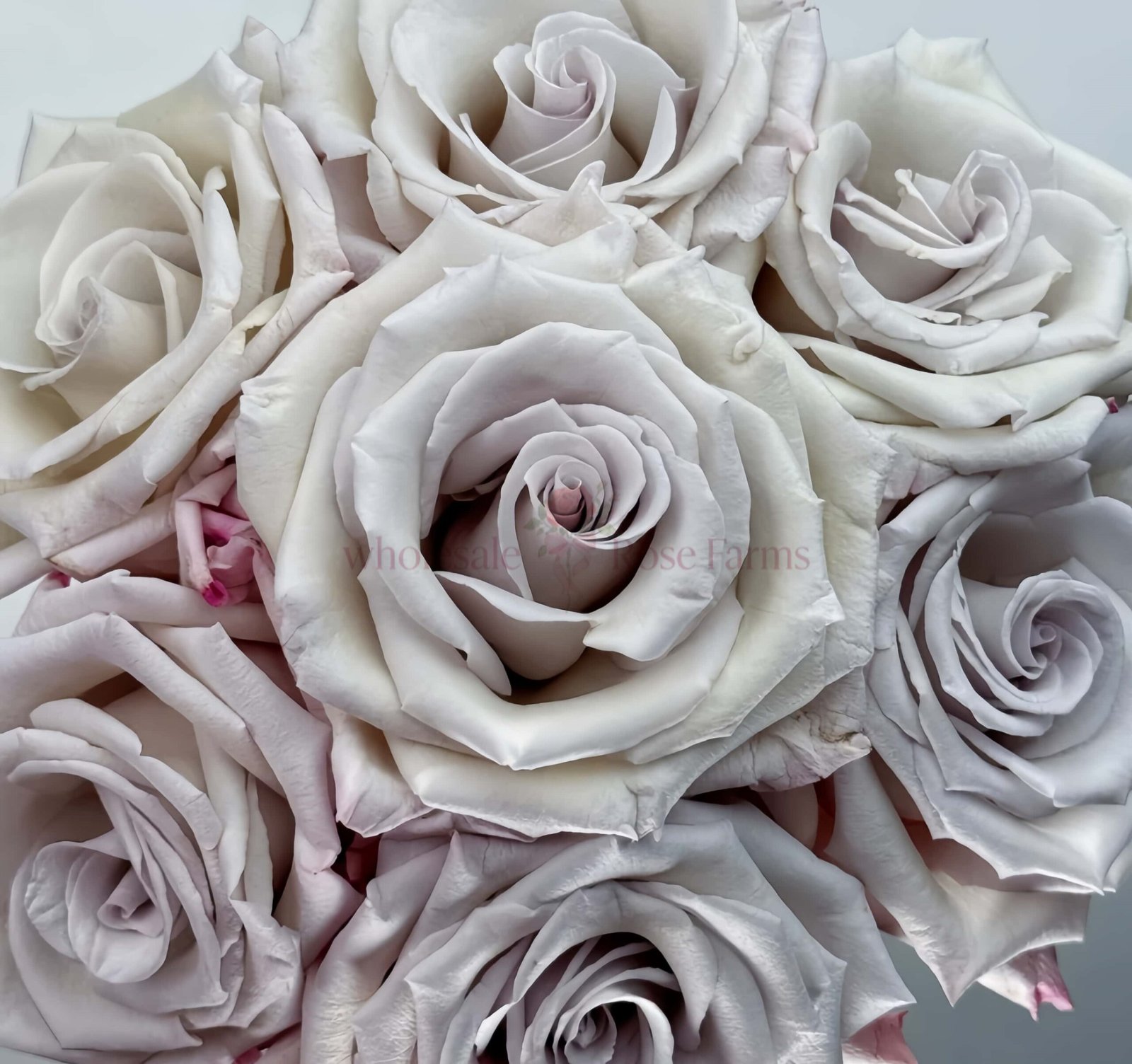 Silver Sand Rose for Wholesale丨Wholesale Rose Farms