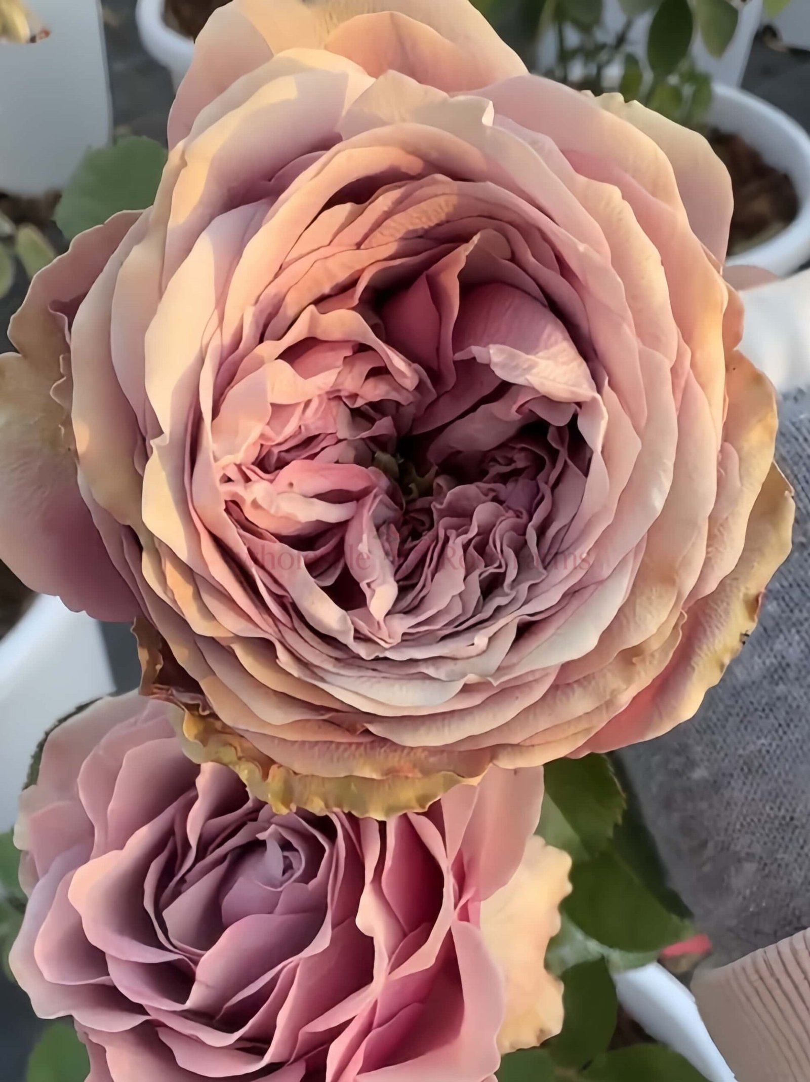 Smokey Eyes Rose plant丨Wholesale Rose Farms