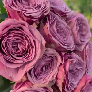 Smokey Eyes Rose丨Wholesale Rose Farms