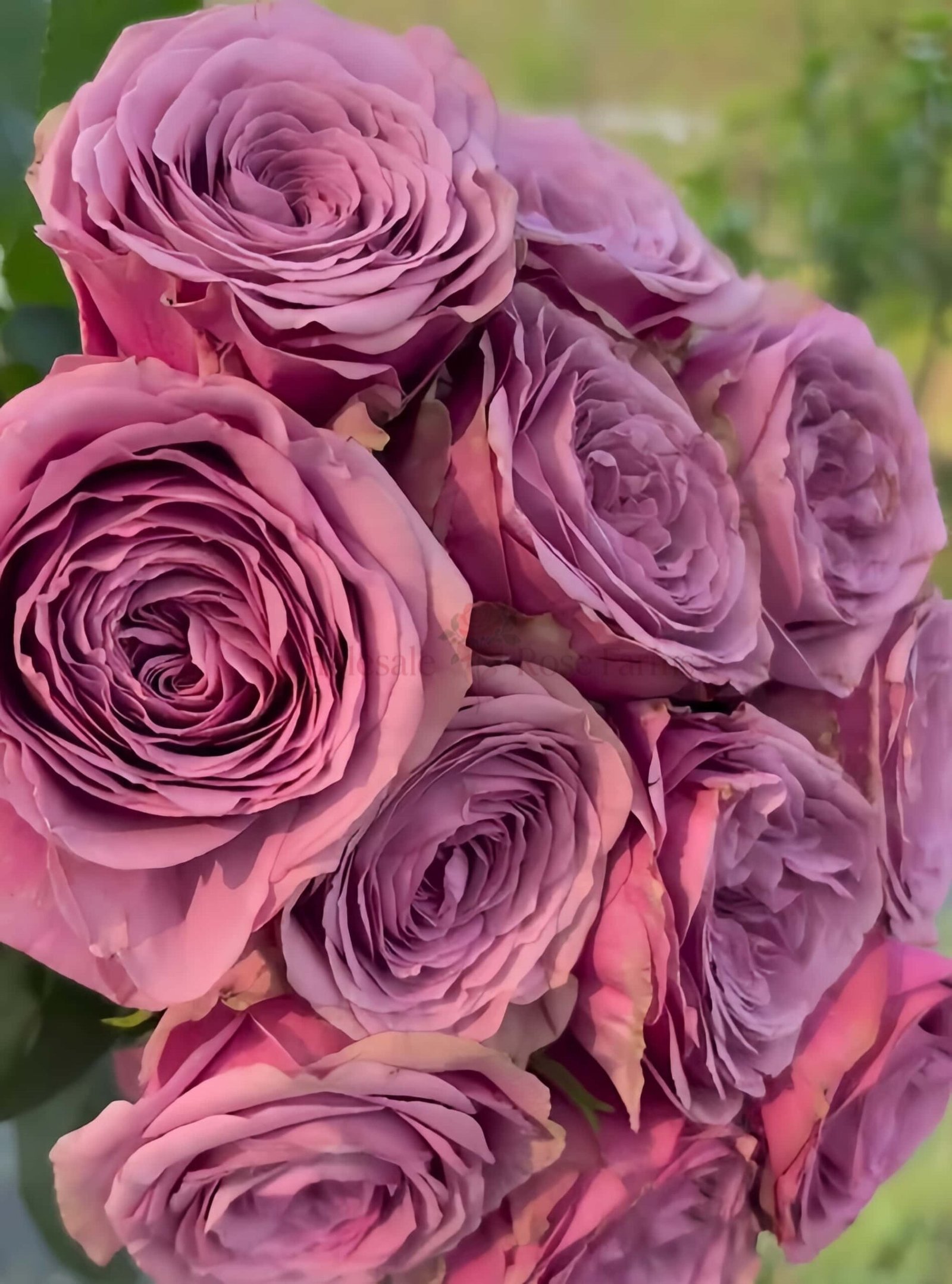 Smokey Eyes Rose丨Wholesale Rose Farms