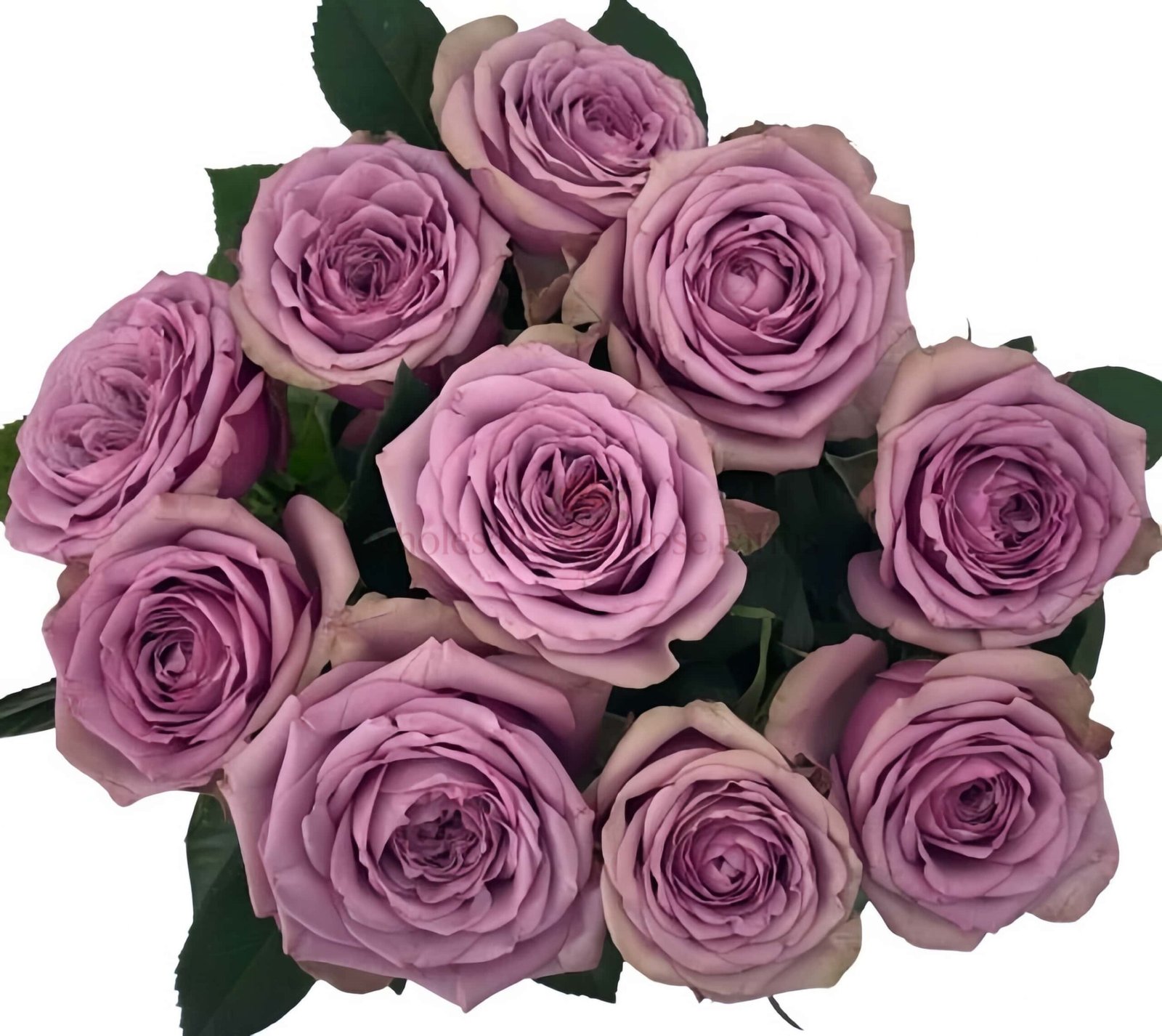 Smokey Eyes Rose for Wholesale丨Wholesale Rose Farms