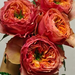South Park Rose plant丨Wholesale Rose Farms