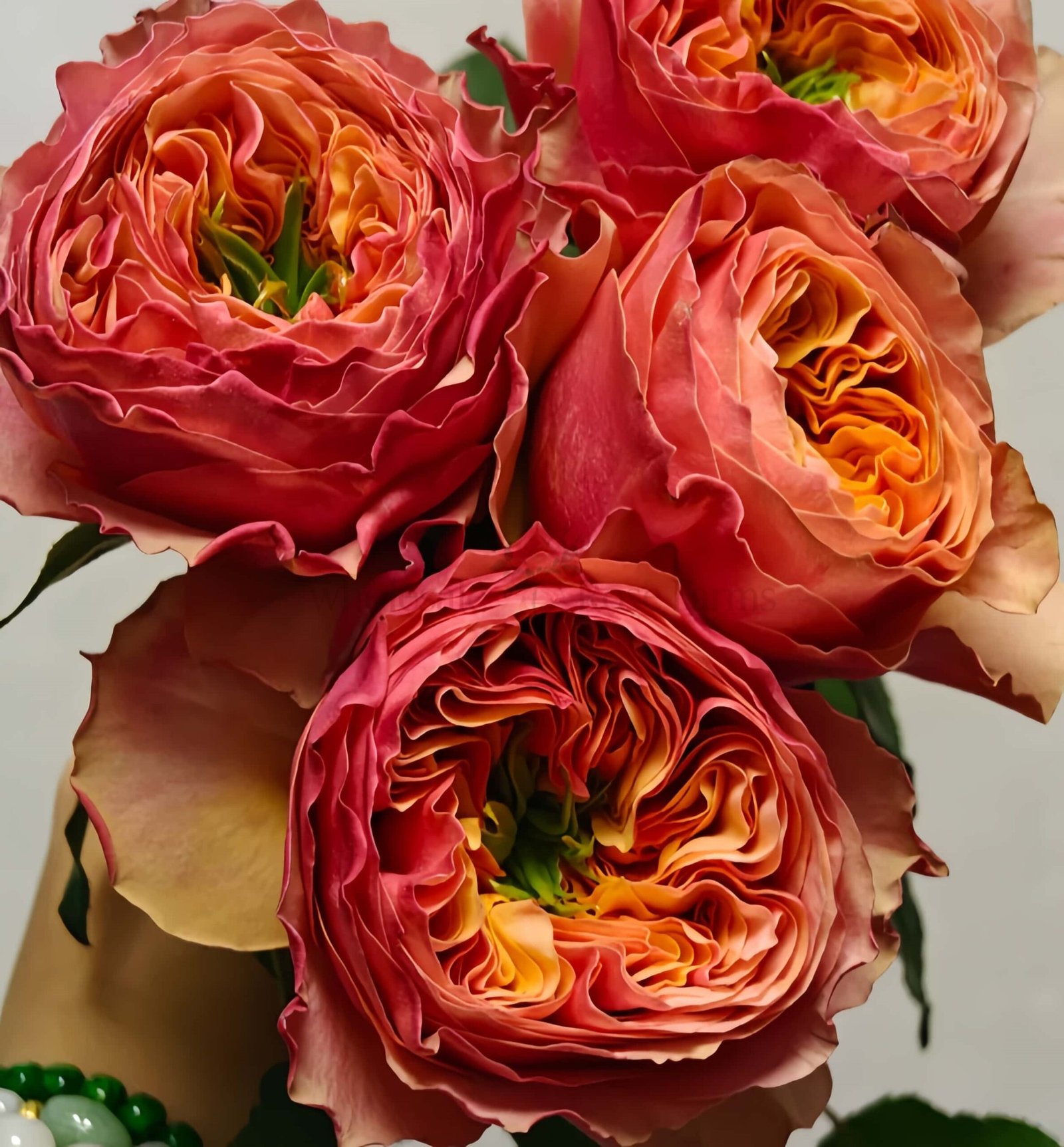 South Park Rose plant丨Wholesale Rose Farms