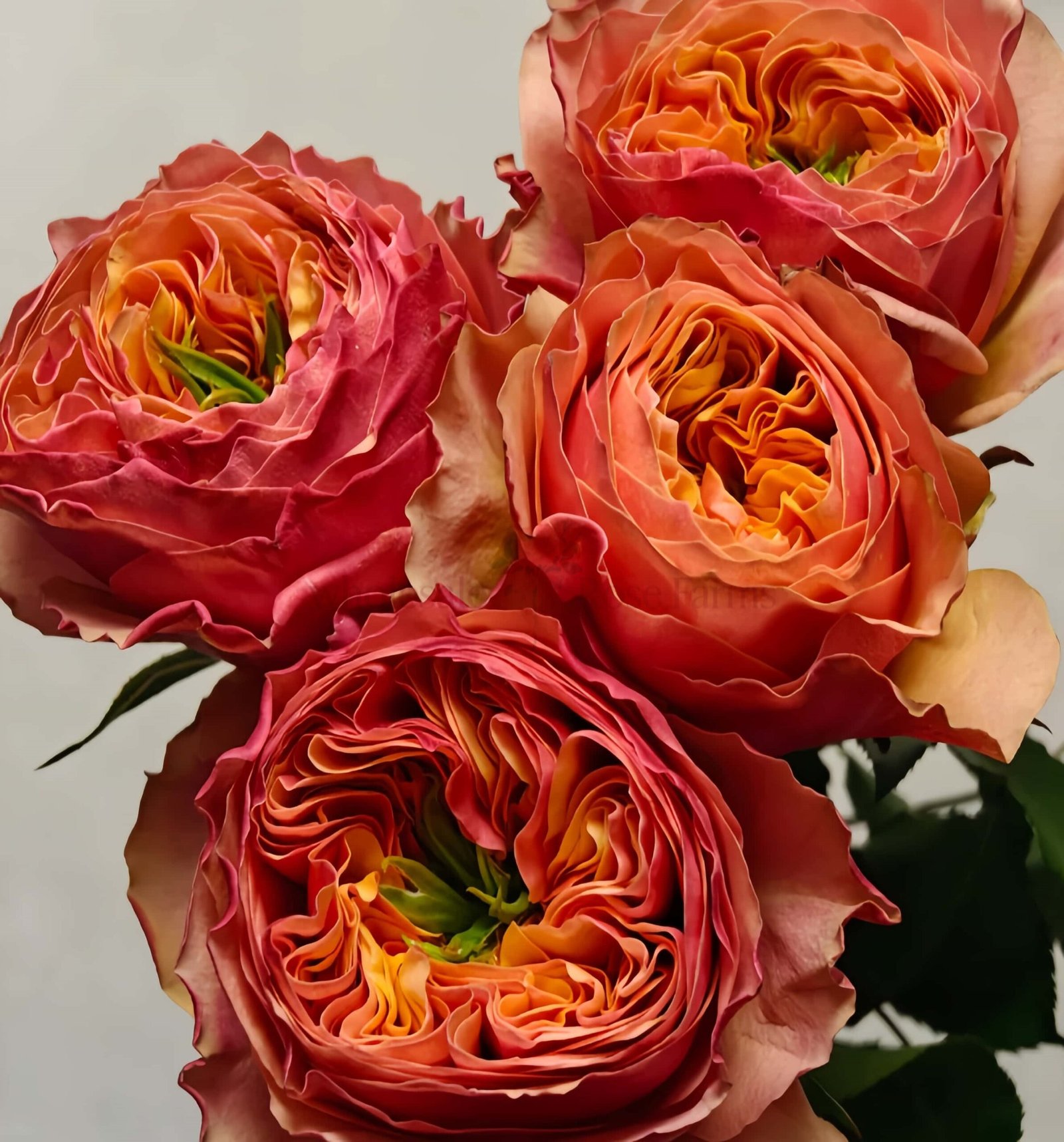 South Park Rose丨Wholesale Rose Farms