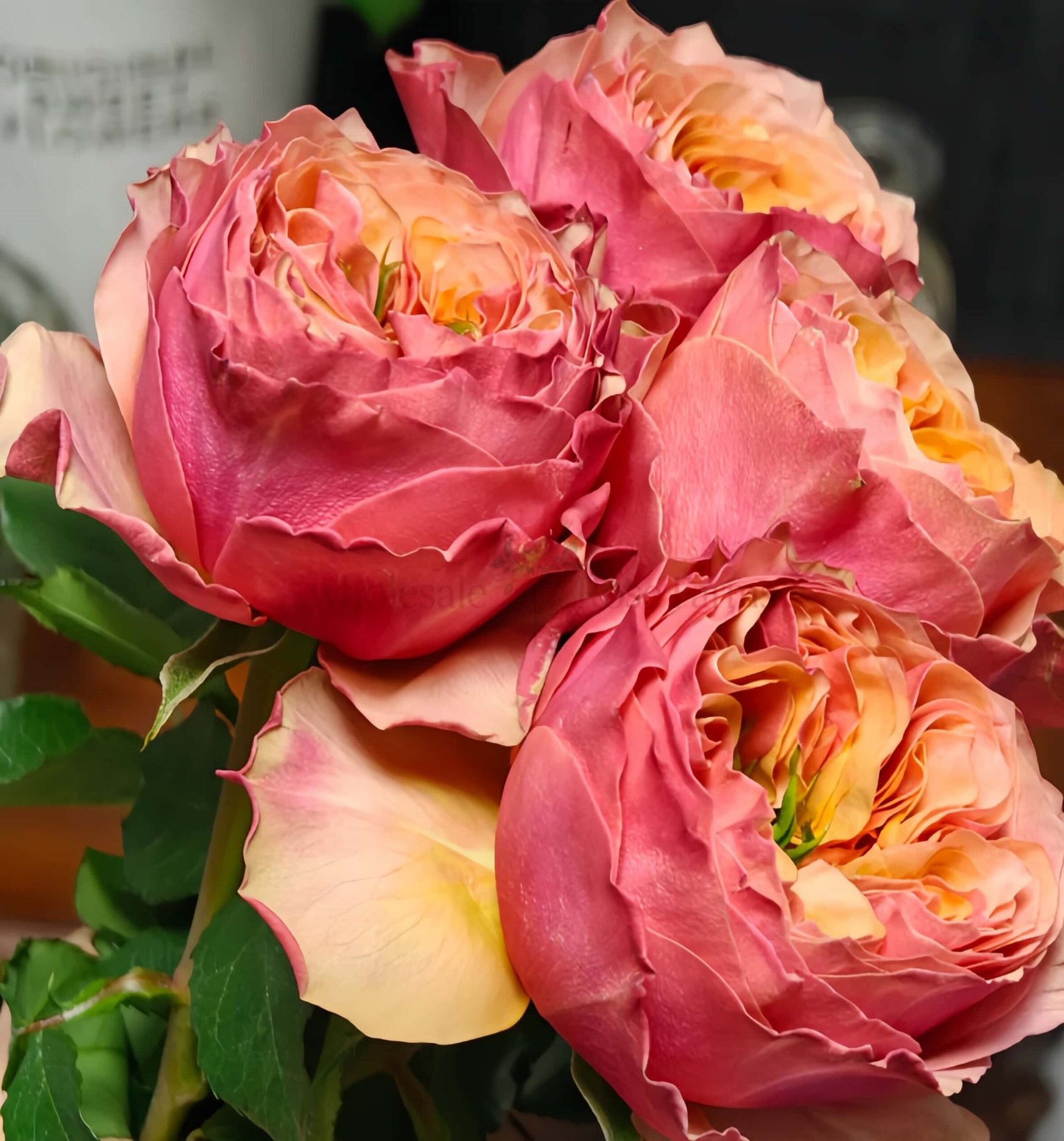 South Park Rose for Wholesale丨Wholesale Rose Farms