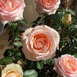 Spring Ballet Rose plant丨Wholesale Rose Farms