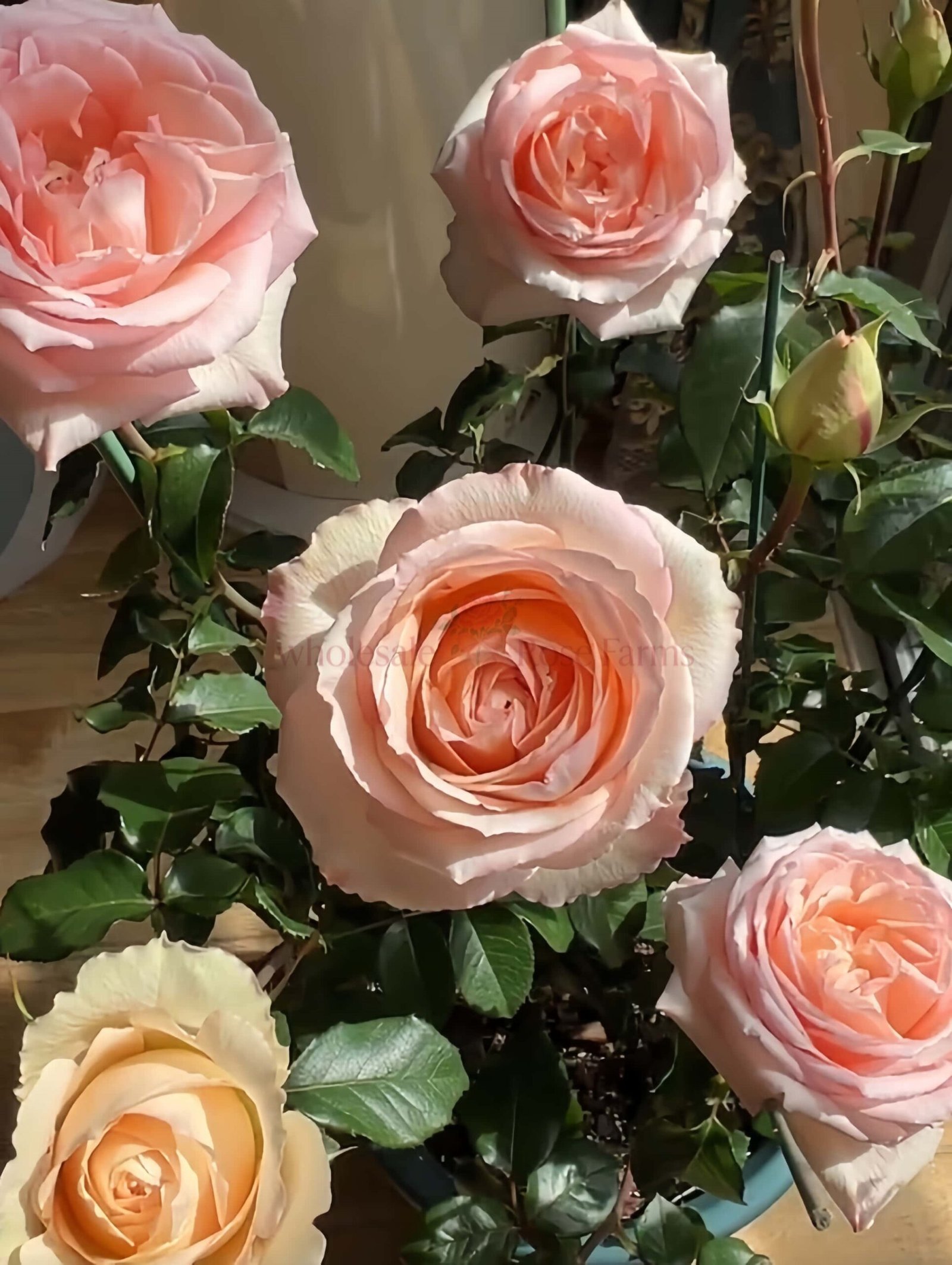 Spring Ballet Rose plant丨Wholesale Rose Farms