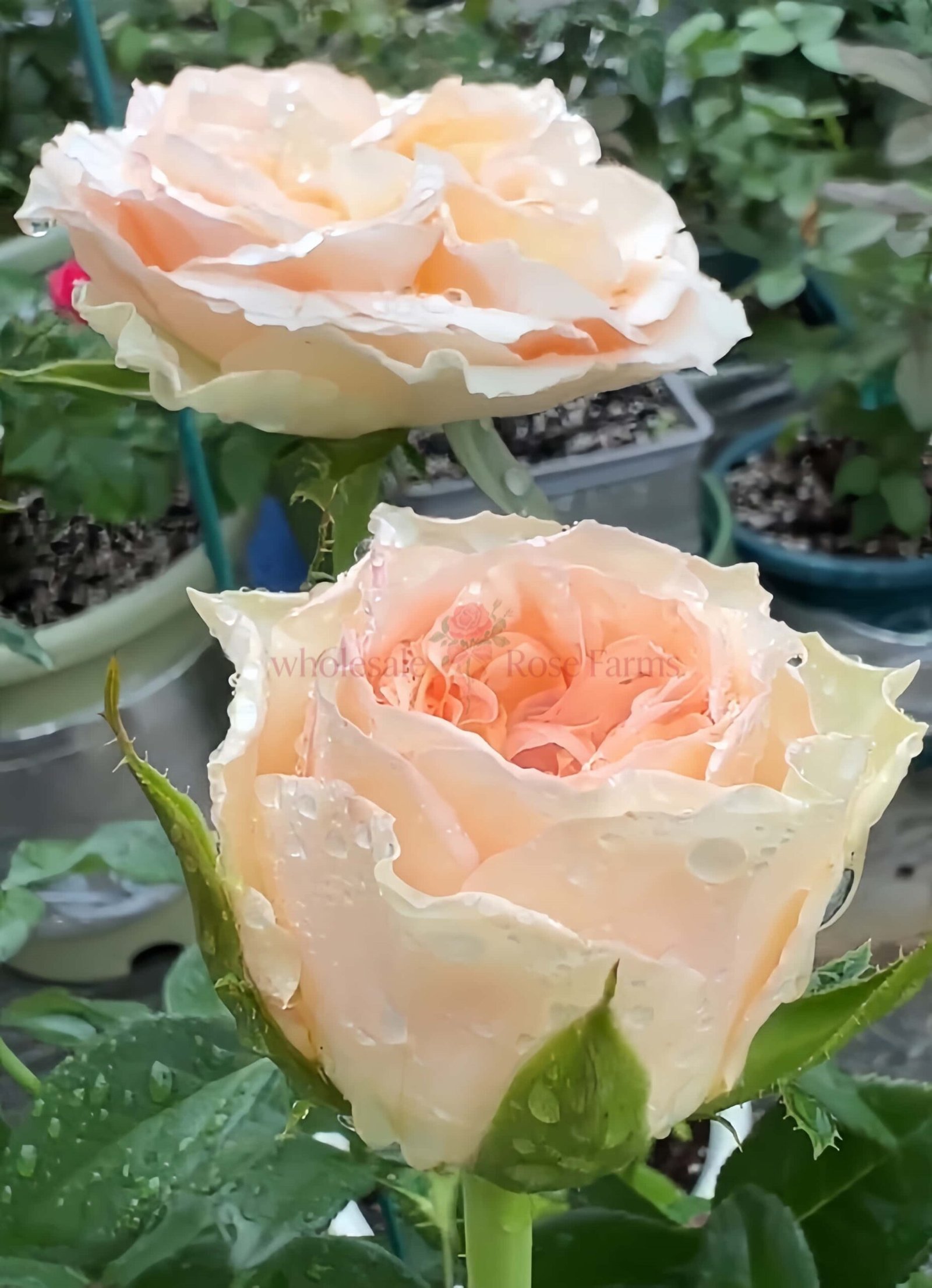 Spring Ballet Rose丨Wholesale Rose Farms