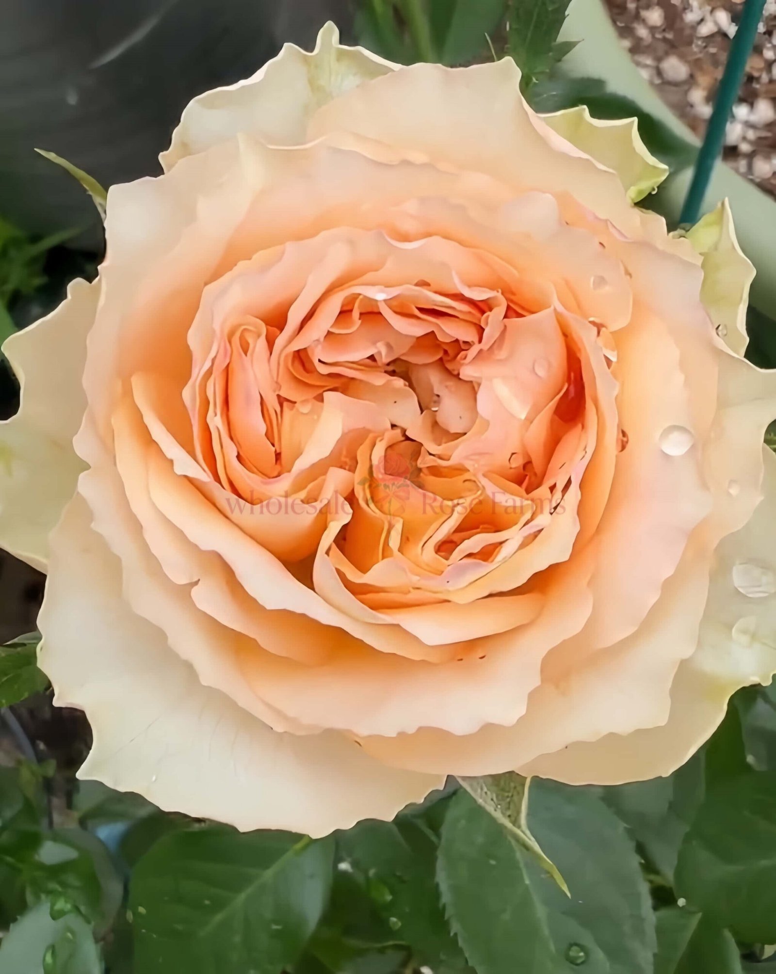 Spring Ballet Rose for Wholesale丨Wholesale Rose Farms
