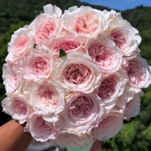 Swan Lake Rose plant丨Wholesale Rose Farms