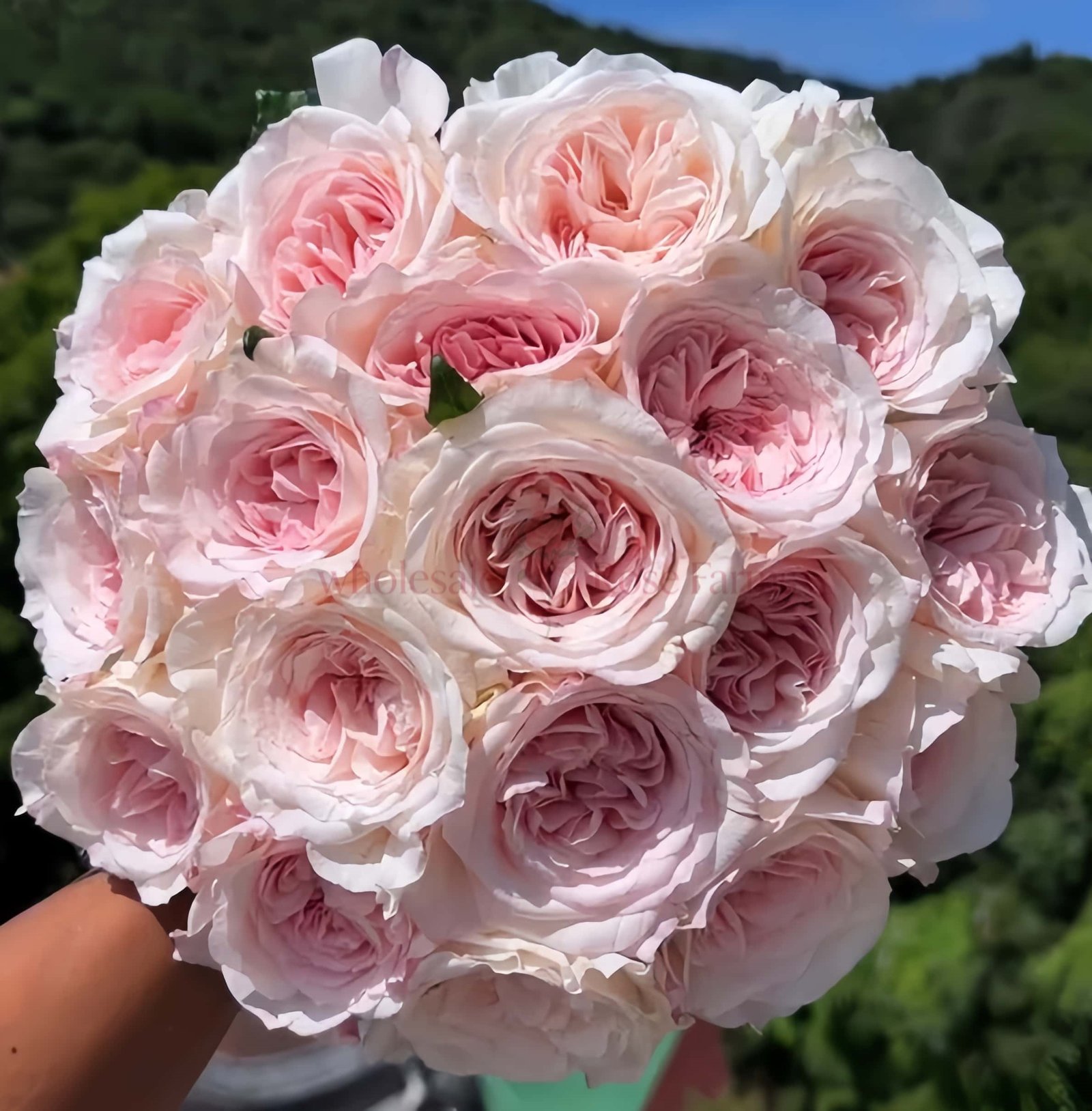 Swan Lake Rose plant丨Wholesale Rose Farms