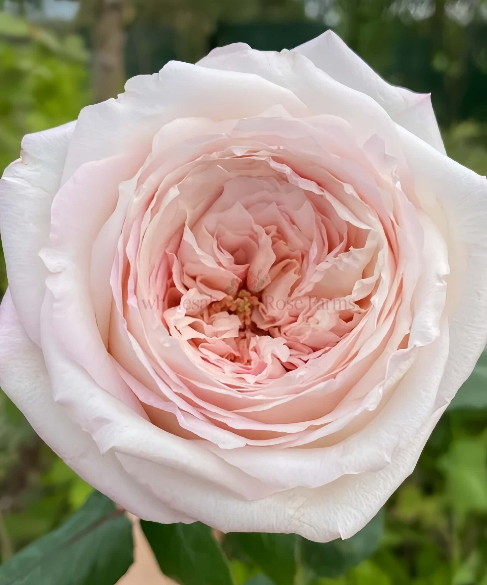 Swan Lake Rose丨Wholesale Rose Farms