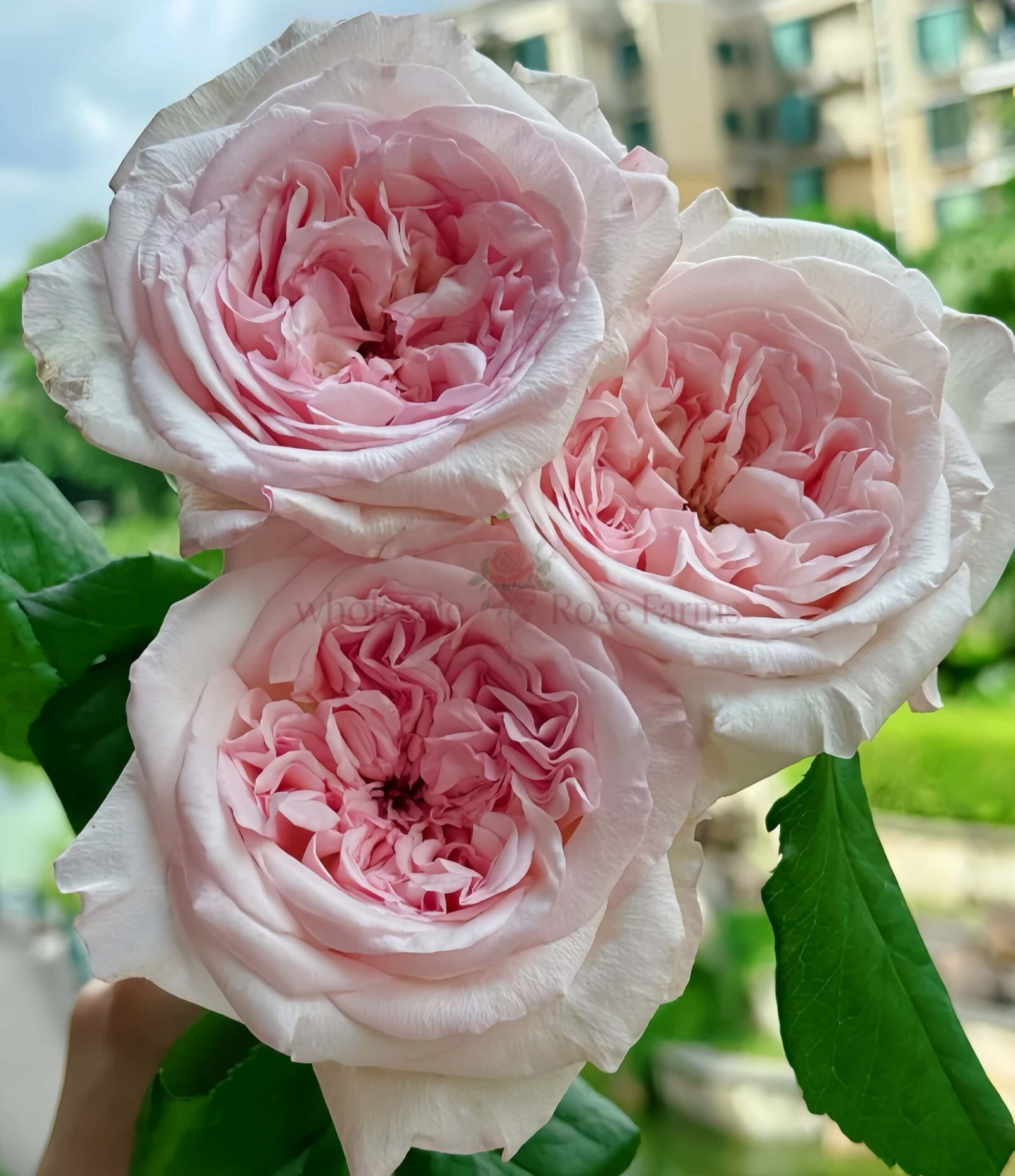 Swan Lake Rose for Wholesale丨Wholesale Rose Farms