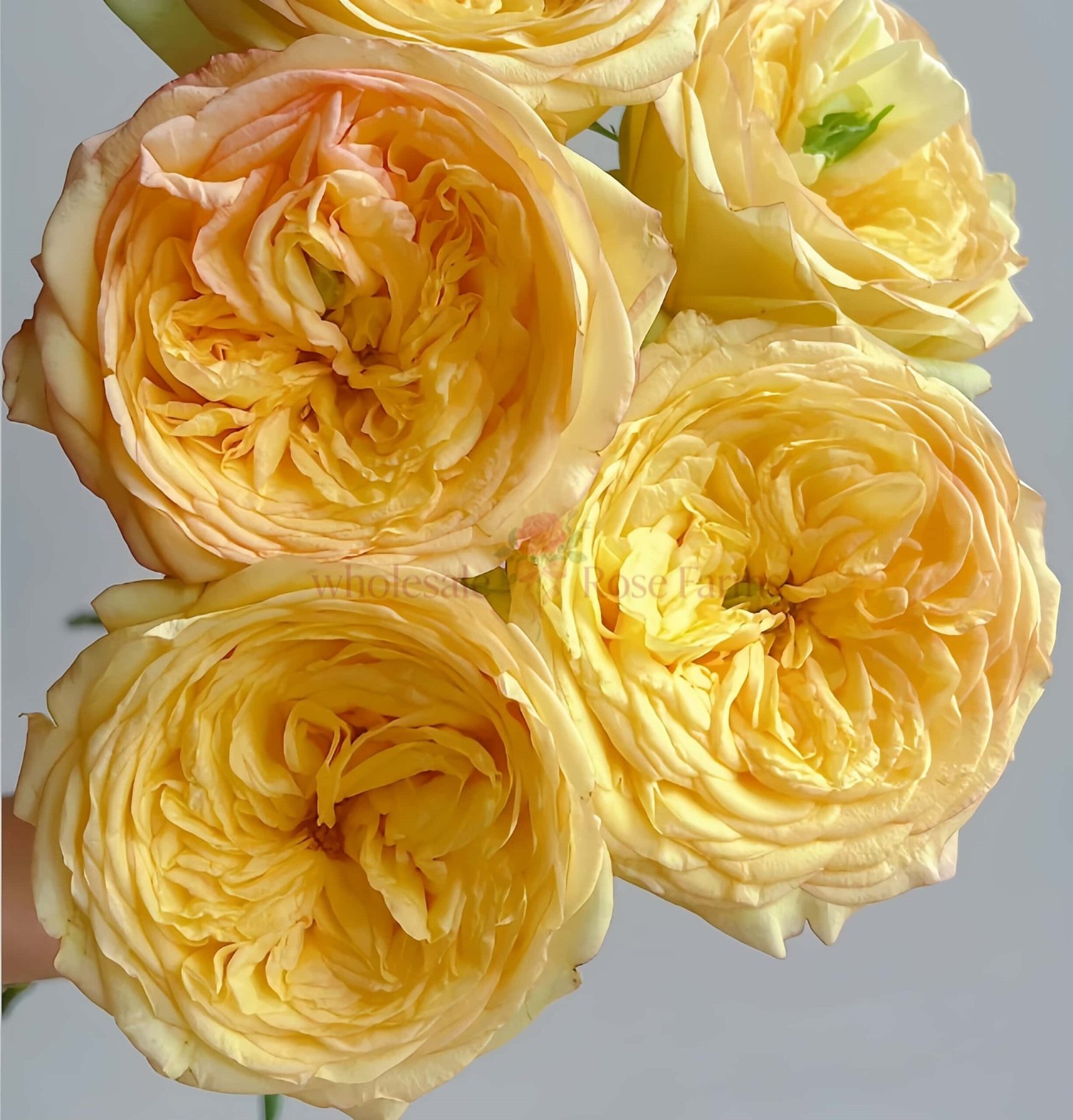 Sweet Osmanthus Chestnut Pastry Rose plant丨Wholesale Rose Farms