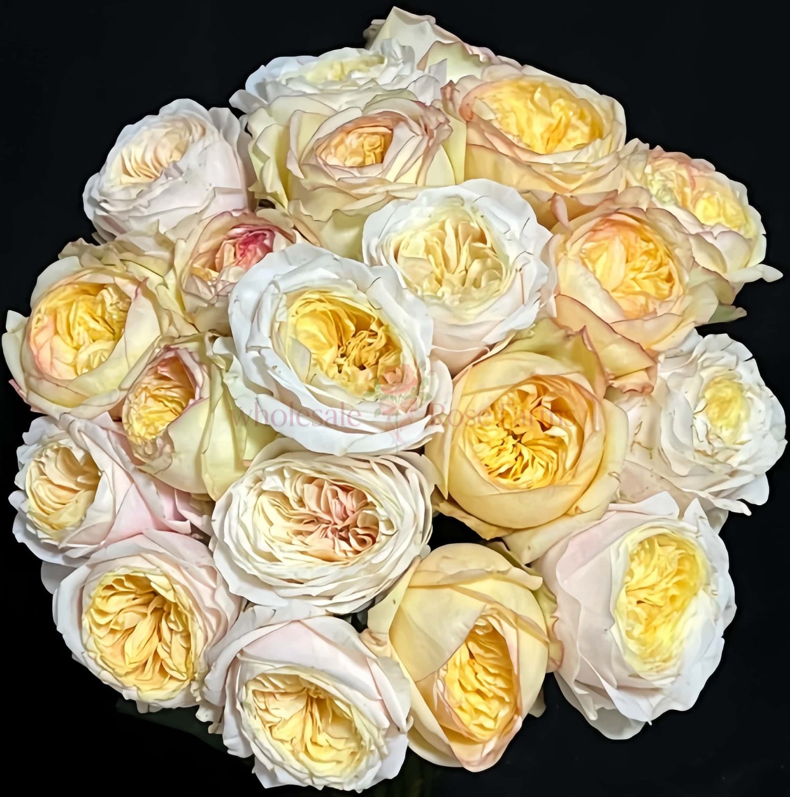 Sweet Osmanthus Chestnut Pastry Rose for Wholesale丨Wholesale Rose Farms