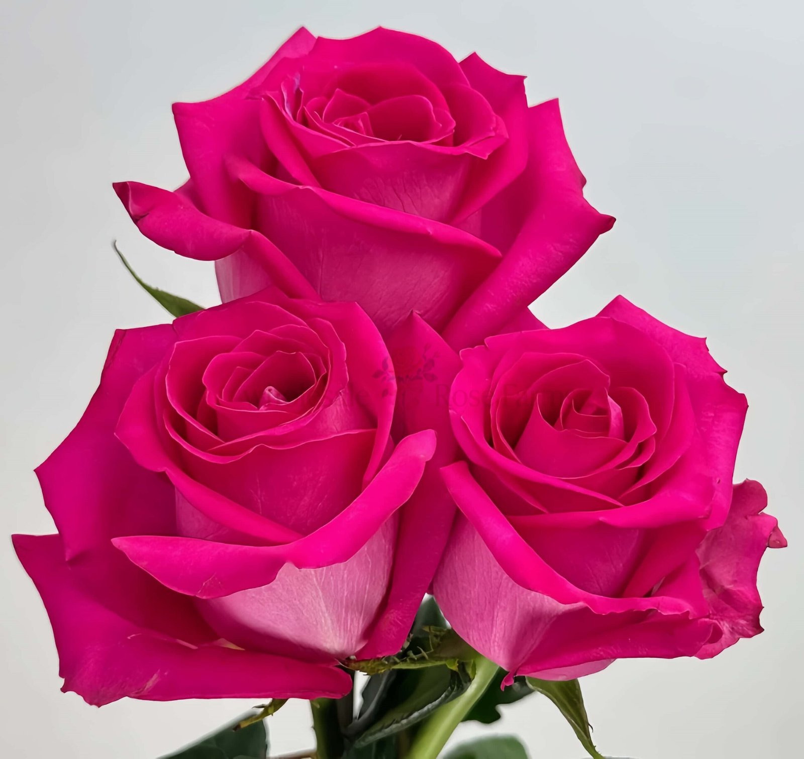 Topaz Rose plant丨Wholesale Rose Farms