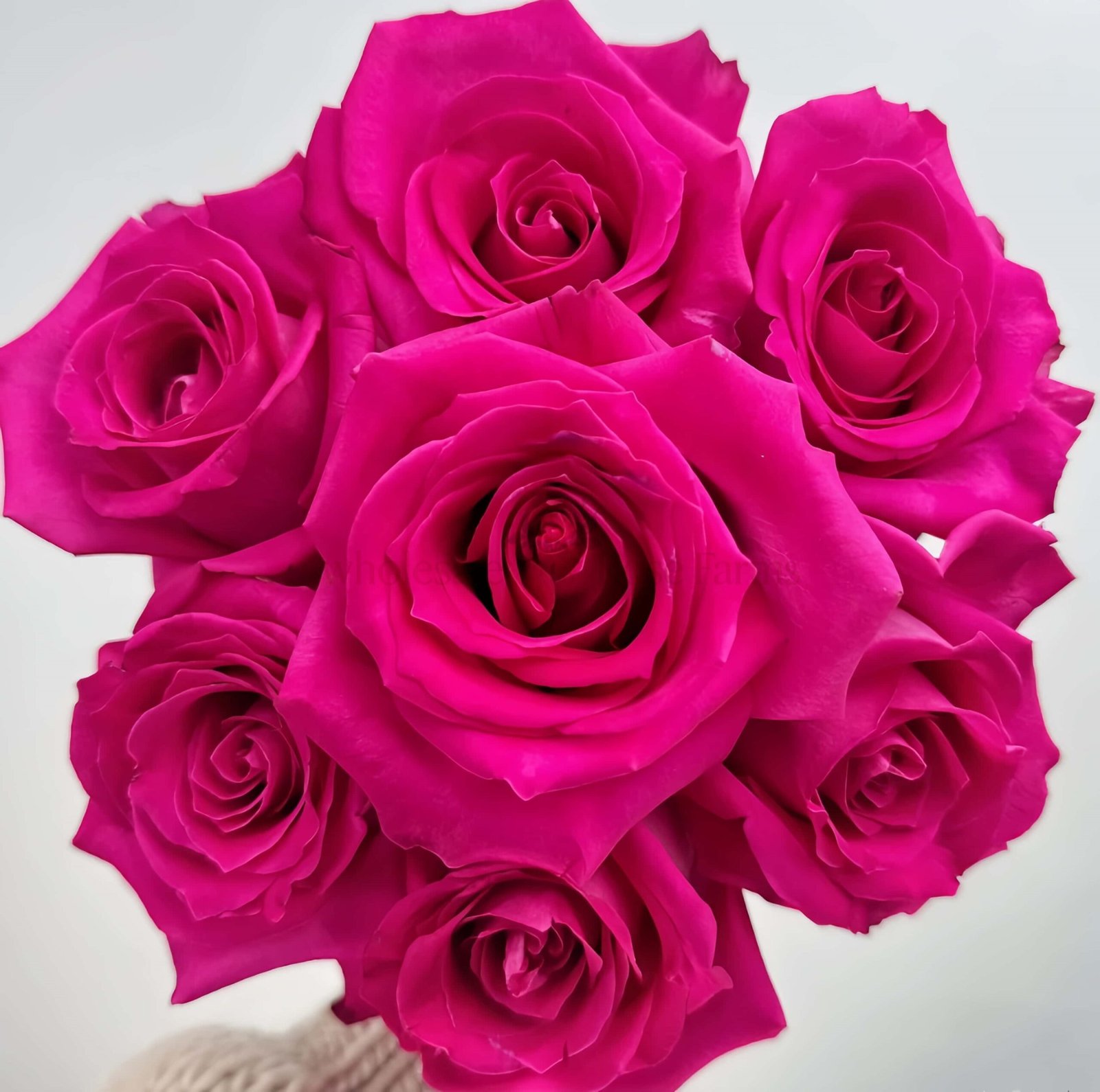 Topaz Rose丨Wholesale Rose Farms