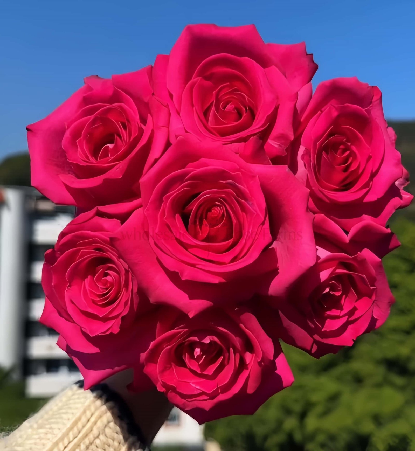 Topaz Rose for Wholesale丨Wholesale Rose Farms