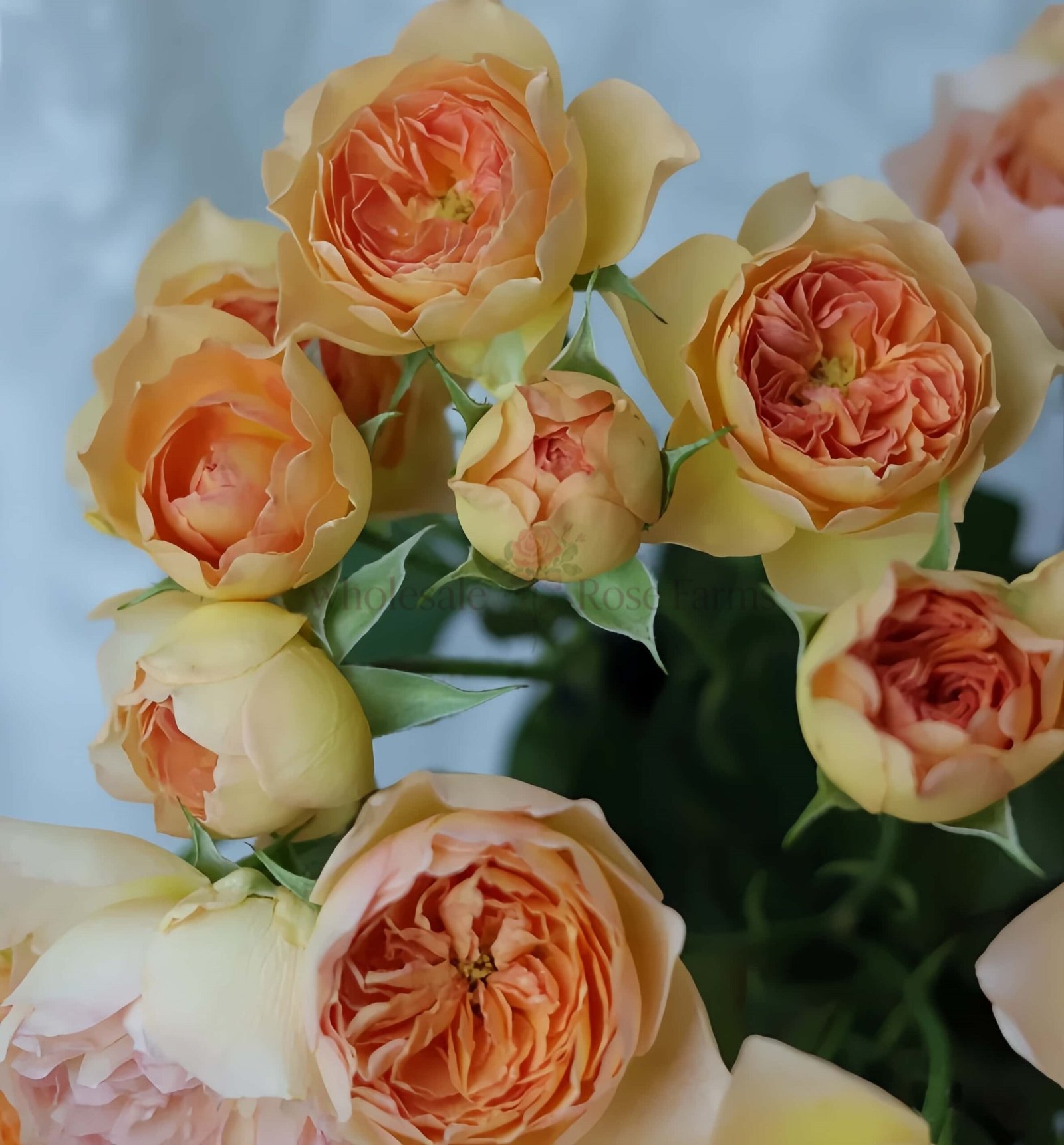 Tsukitohana Rose plant丨Wholesale Rose Farms