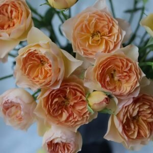 Tsukitohana Rose丨Wholesale Rose Farms