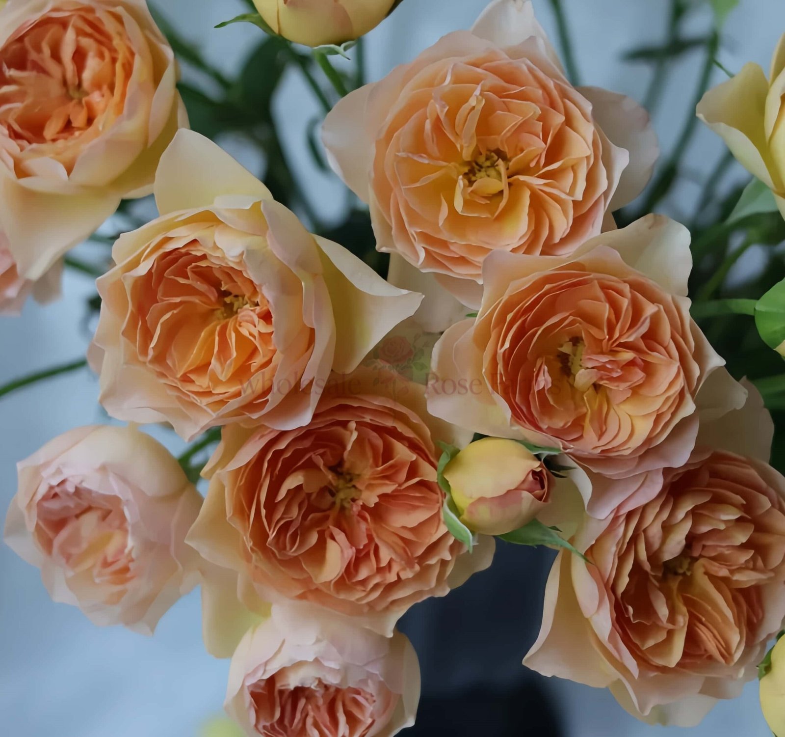 Tsukitohana Rose丨Wholesale Rose Farms