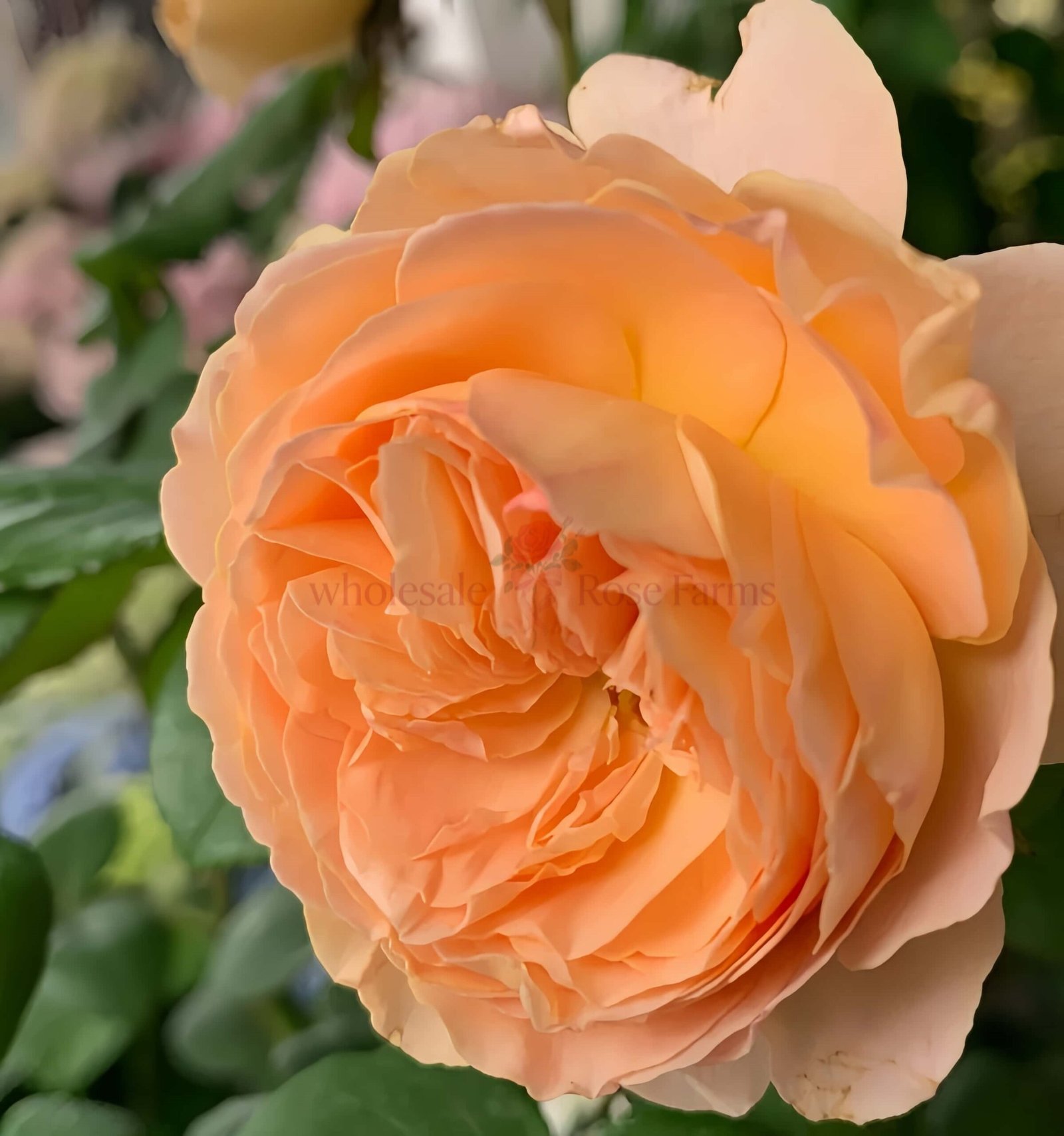 Tsukitohana Rose for Wholesale丨Wholesale Rose Farms