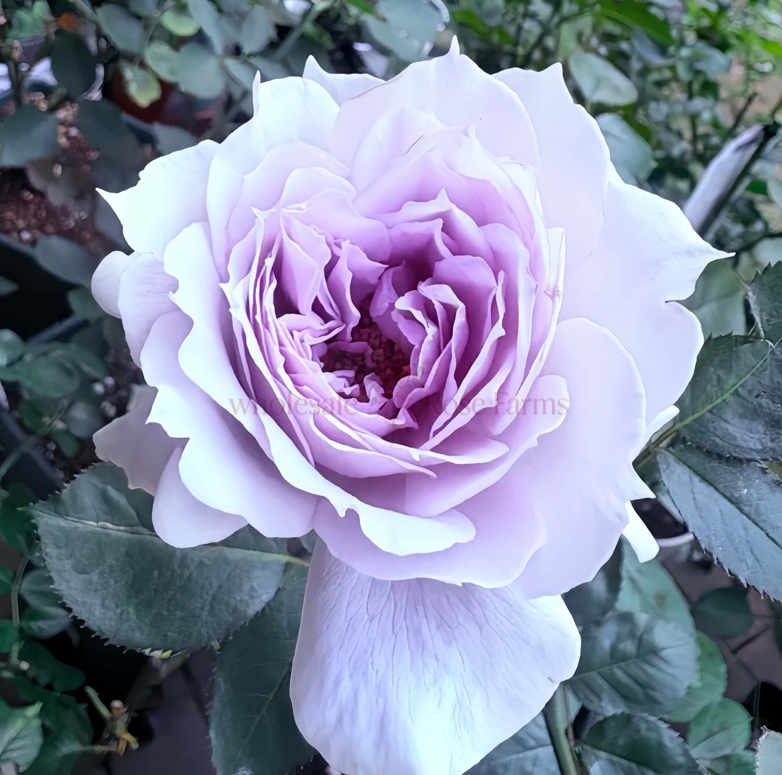 Undine Rose plant丨Wholesale Rose Farms
