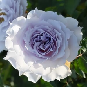 Undine Rose丨Wholesale Rose Farms