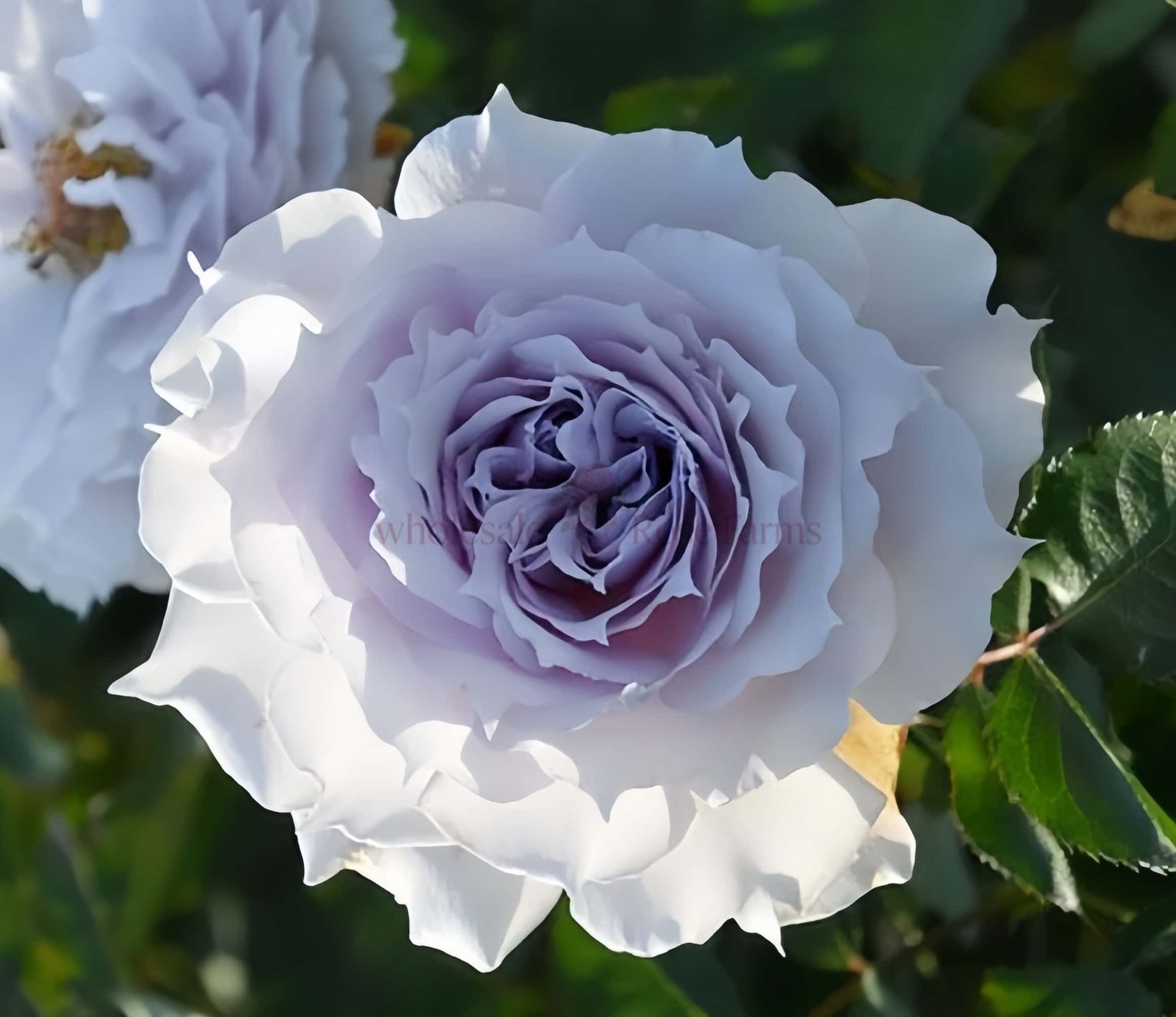 Undine Rose丨Wholesale Rose Farms