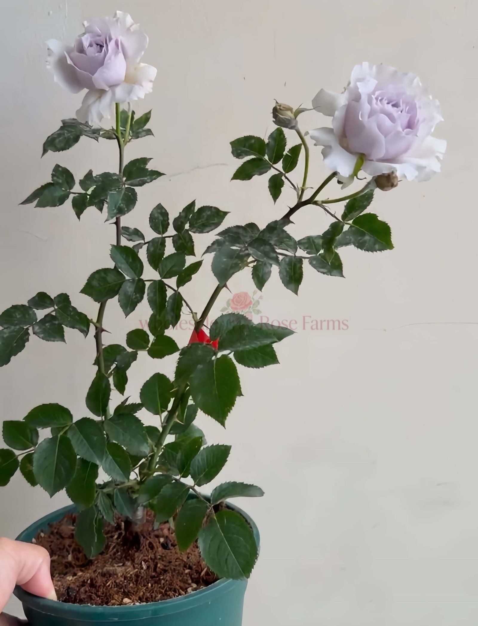 Undine Rose for Wholesale丨Wholesale Rose Farms