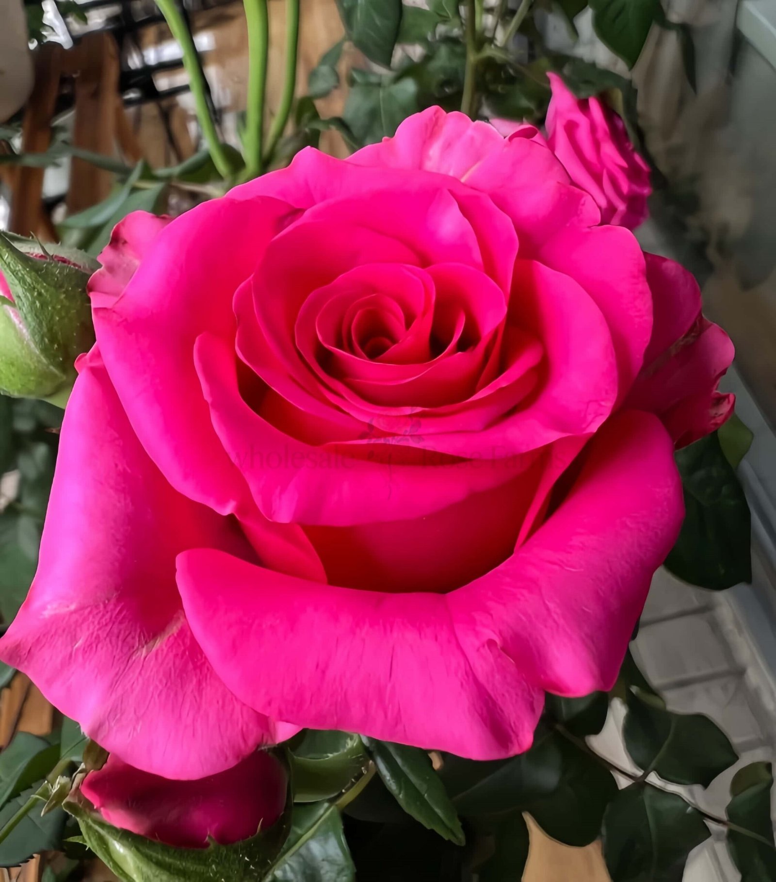 VIPink Rose plant丨Wholesale Rose Farms
