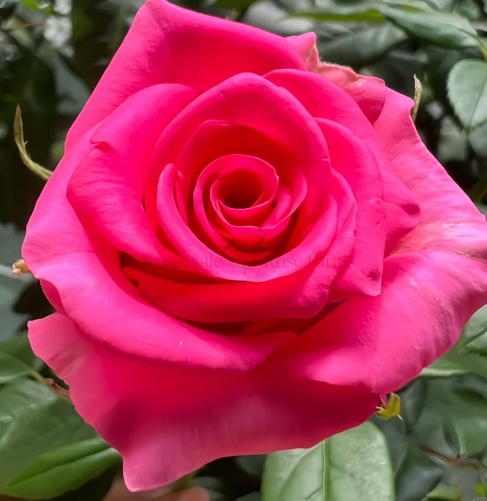 VIPink Rose丨Wholesale Rose Farms
