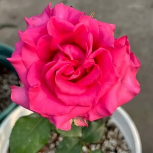 VIPink Rose for Wholesale丨Wholesale Rose Farms