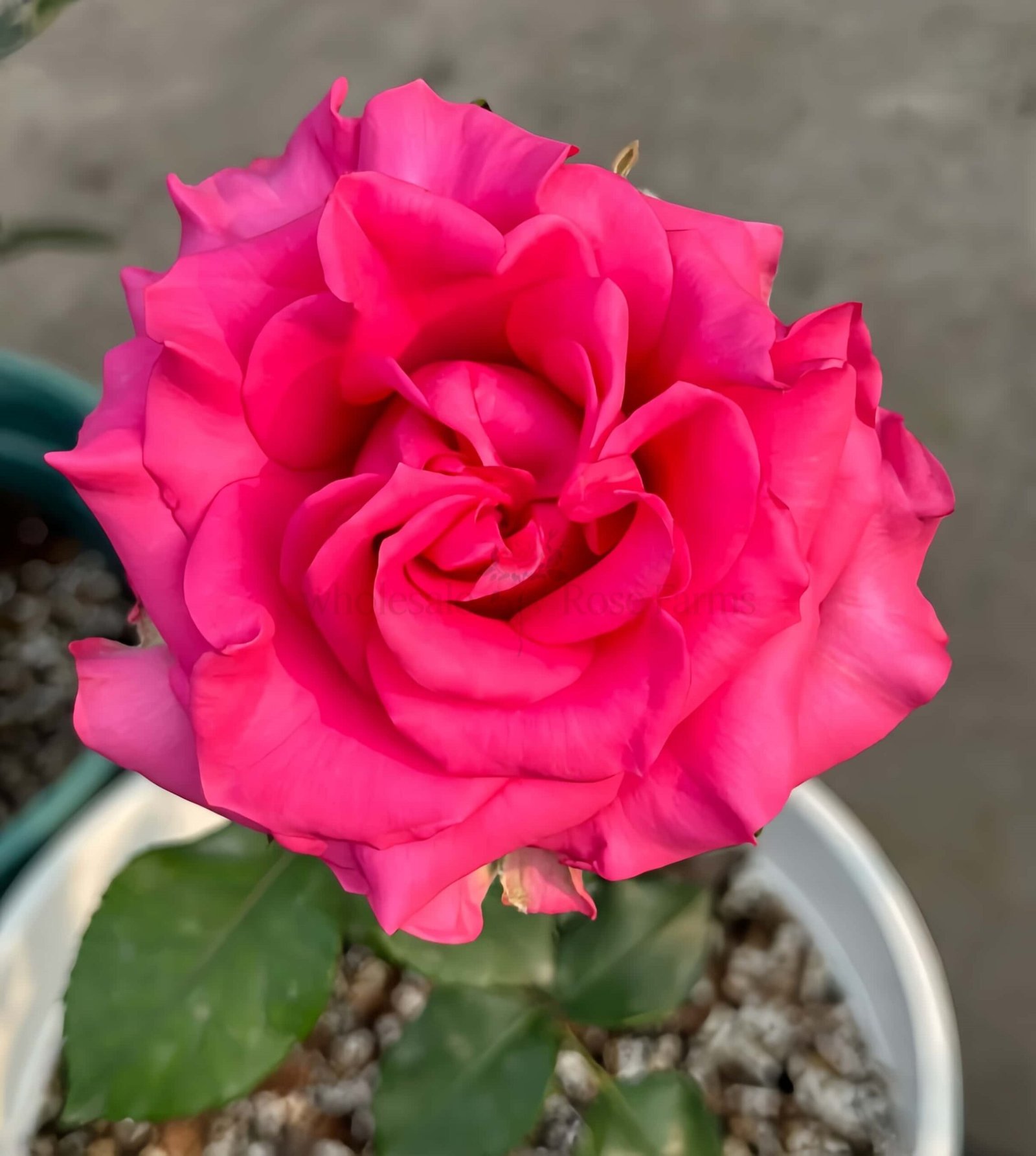 VIPink Rose for Wholesale丨Wholesale Rose Farms