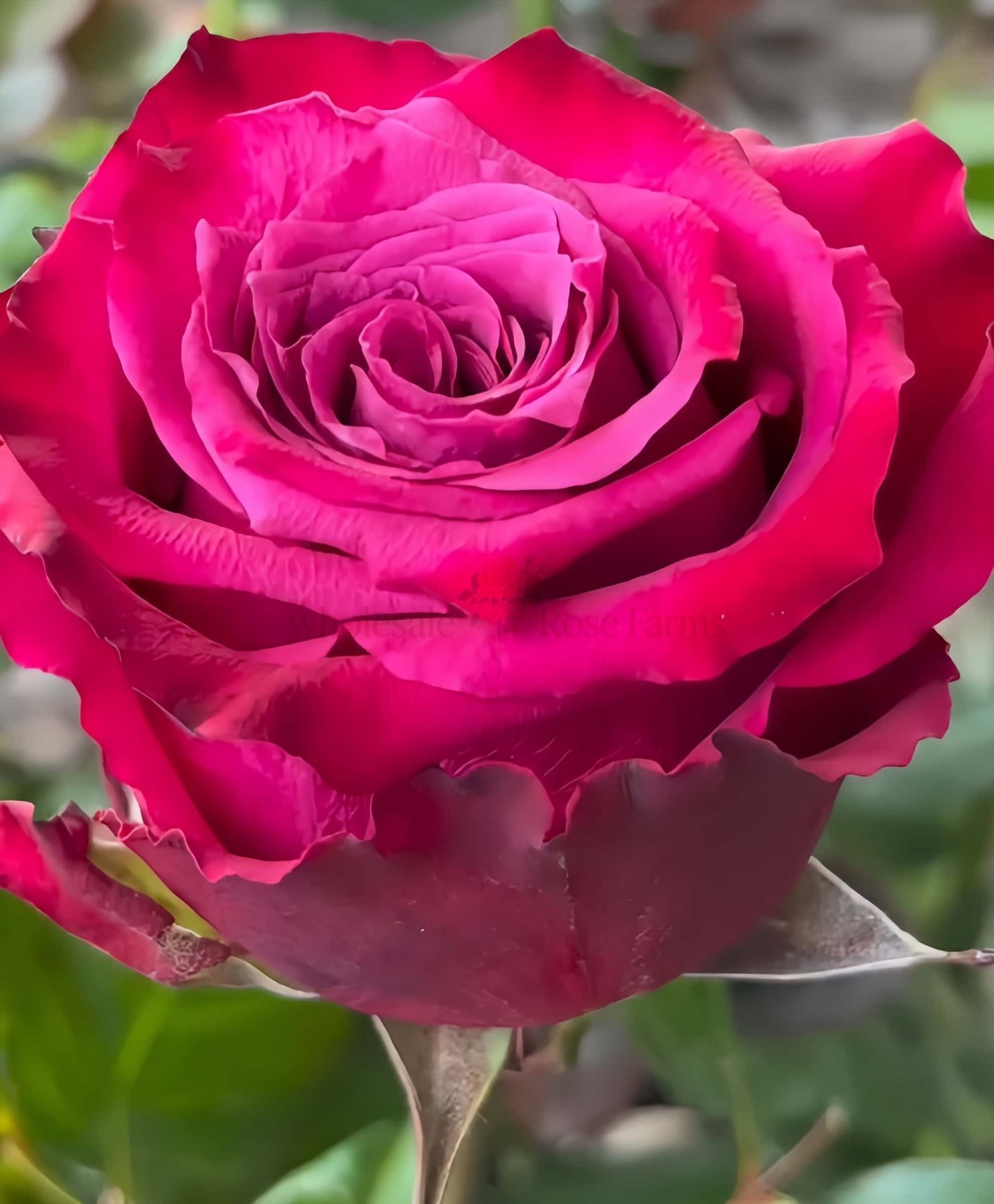 Venturoso Rose plant丨Wholesale Rose Farms