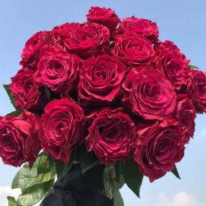 Venturoso Rose丨Wholesale Rose Farms