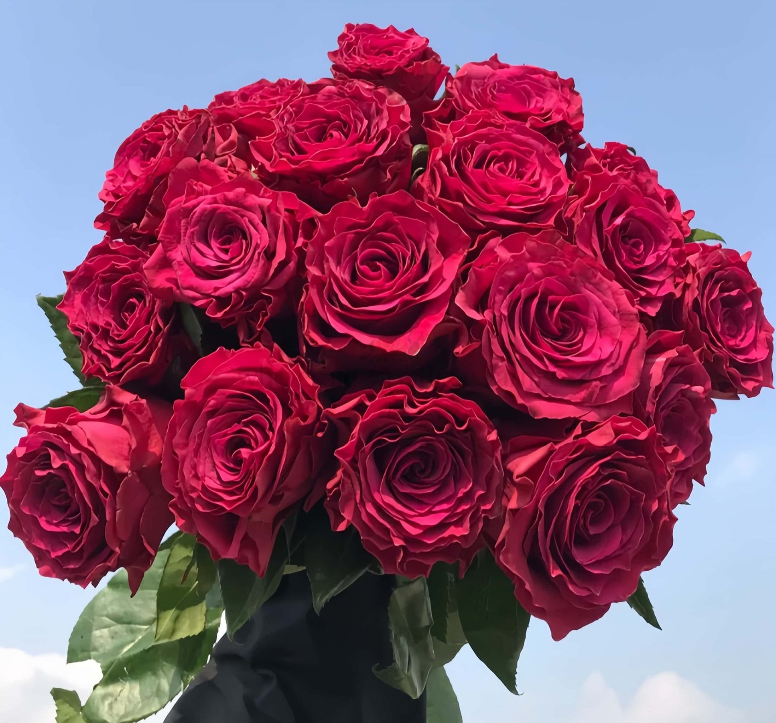 Venturoso Rose丨Wholesale Rose Farms