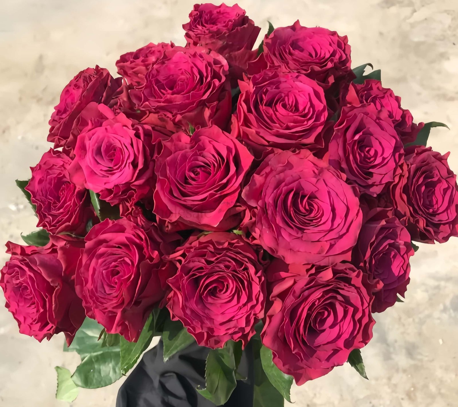 Venturoso Rose for Wholesale丨Wholesale Rose Farms
