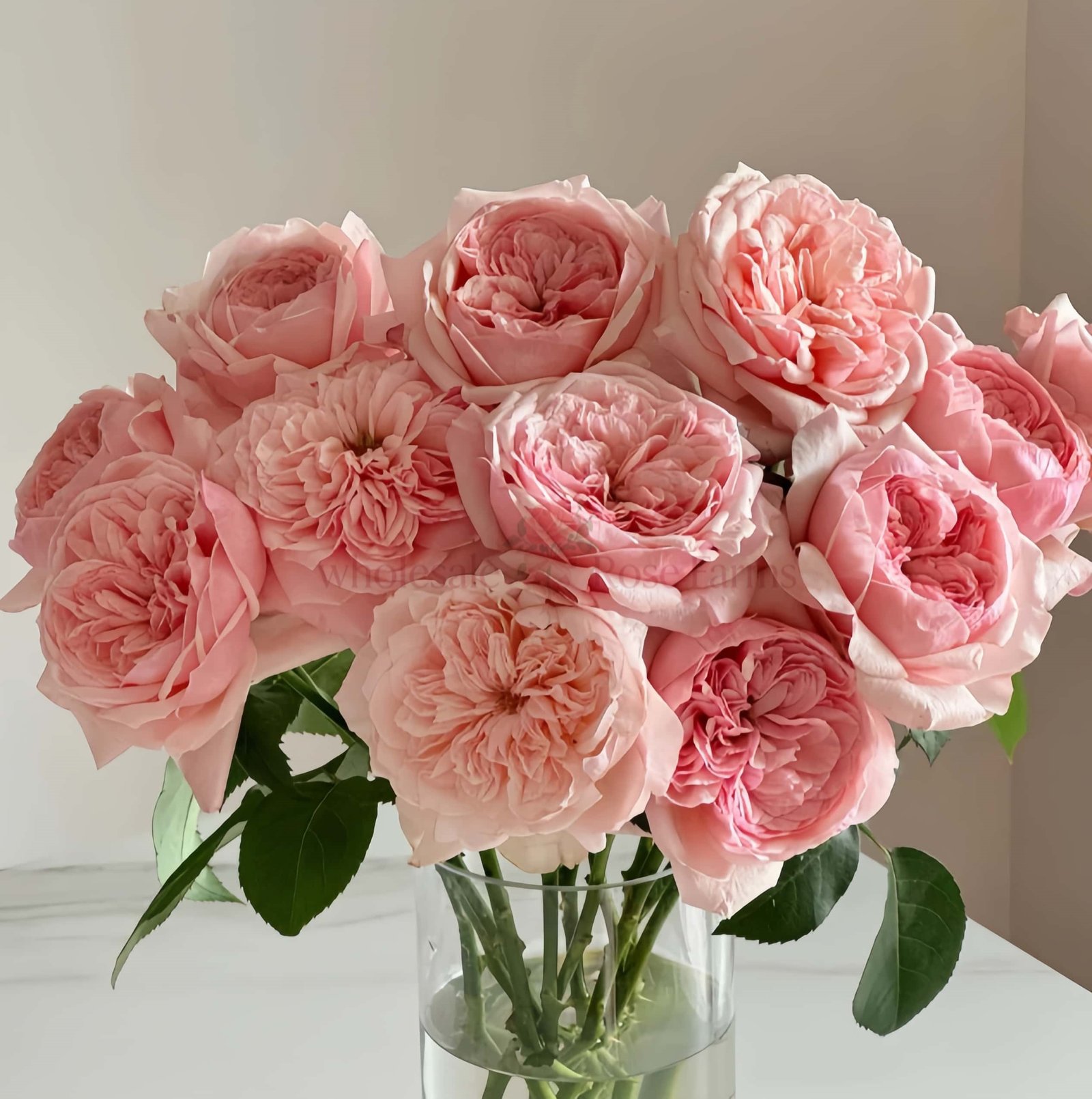 Victorian Pink Rose plant丨Wholesale Rose Farms